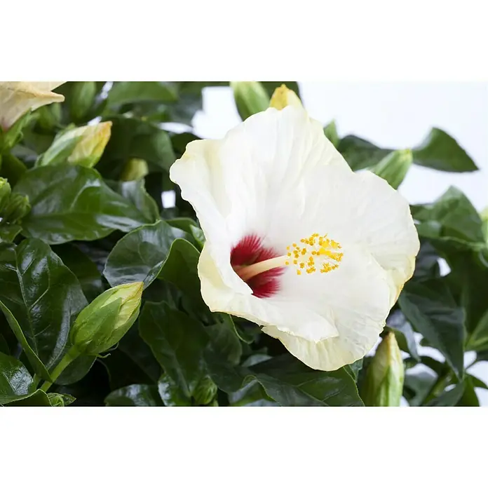 Piardino Garteneibisch - Hibiscus rosa-sinensis, Topfgröße: 13 cm, Weiß - Nahaufnahme einer weißen Hibiskusblüte mit dunkelrotem Zentrum und gelben Staubgefäßen, umgeben von grünen Blättern und Knospen.