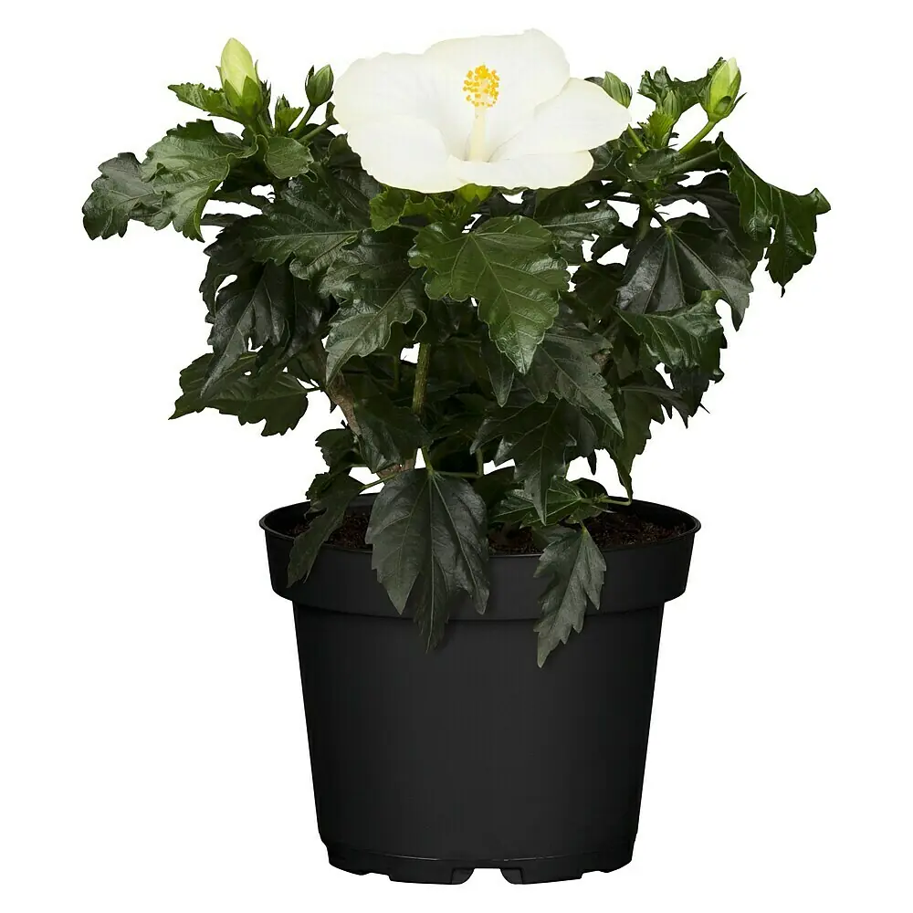 Piardino Garteneibisch - Hibiscus rosa-sinensis, Topfgre: 13 cm, Wei  online kaufen bei BAUHAUS
