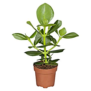Piardino Mamey silvestre (Clusia major, Tamaño de maceta: 12 cm, Rosa)