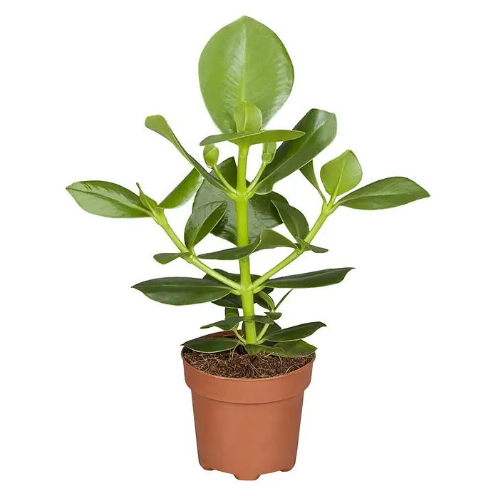 Piardino Mamey silvestre - Clusia major, Tamaño de maceta: 12 cm, Rosa - Primer plano de una atractiva planta de interior en una maceta, con hojas verdes brillantes, perfecta para decorar espacios habitables.