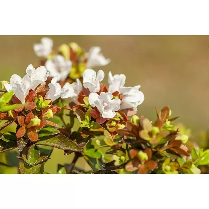 Piardino Großblütige Abelie - Abelia grandiflora in verschiedenen Sorten, Topfgröße: 21 cm - Stimmungsaufnahme