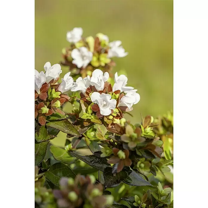 Piardino Großblütige Abelie - Abelia grandiflora in verschiedenen Sorten, Topfgröße: 21 cm - Stimmungsaufnahme