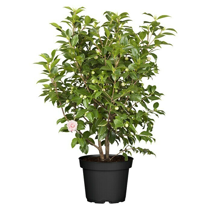 Camelia japonica 6 i.F. gem. knospig far