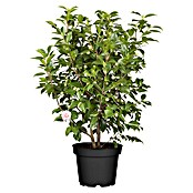 Camelia japonica 6 i.F. gem. knospig far