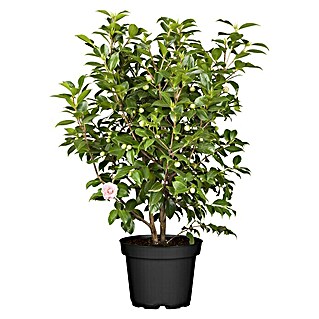 Piardino Japanische Kamelie (Camellia japonica, Blütenfarbe: Rot/Rosa/Weiß)
