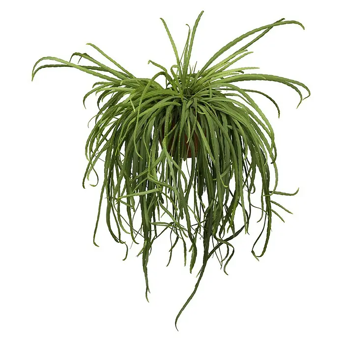 Piardino Kaktus - Lepismium bolivianum, Topfgröße: 19 cm - Attraktive Hängepflanze mit langen, grünen Blättern in einem braunen Topf, ideal für Innenräume.