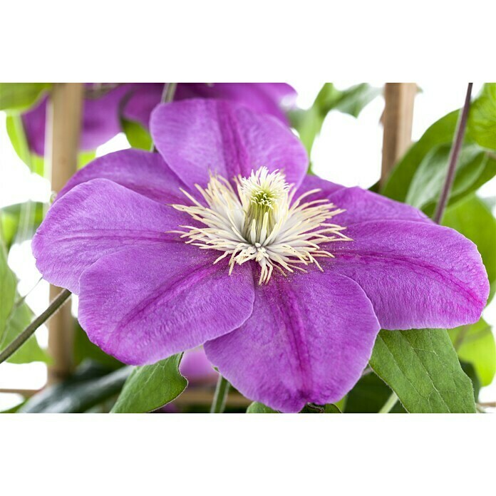 Piardino WaldrebeClematis Hybriden, Rosa Mood Shot