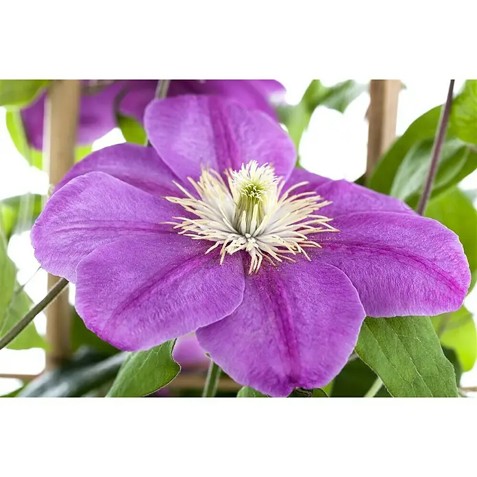 Piardino Waldrebe - Clematis Hybriden, Rosa - Nahaufnahme einer lila Clematisblüte mit grünen Blättern und einem hellen Zentrum. Die Blüte steht im Fokus, während der Hintergrund verschwommen ist.