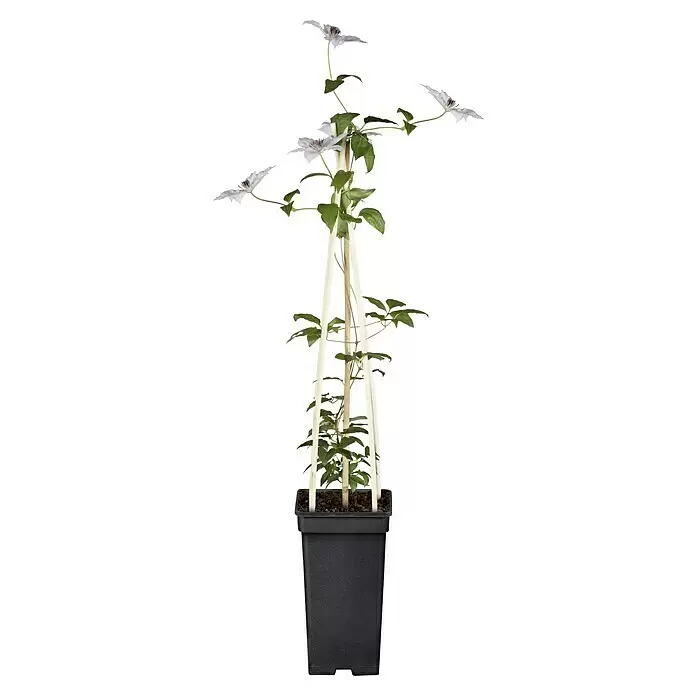 Piardino Waldrebe - Clematis Hybriden, Rosa - Vorderansicht