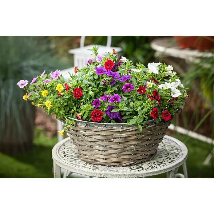 Piardino Zauberglöckchen Trio - Calibrachoa 'Trio', Blütenfarbe: Bunt - Bunter Blumenkorb mit Petunien auf einem verzierten Beistelltisch, der eine charmante Gartendekoration für den Außenbereich bietet.