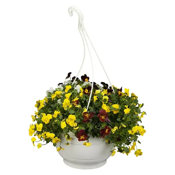 Piardino Hornveilchen AmpelpflanzungViola cornuta, Kombination aus drei verschiedenfarbigen Blüten, Topfgröße: 25 l, Sortenabhängig