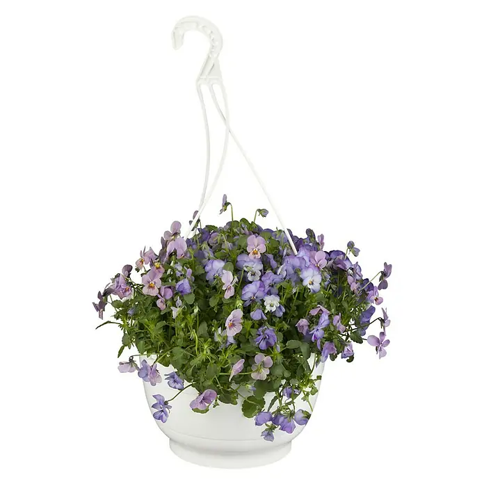 Piardino Hornveilchen Ampelpflanzung - Viola cornuta, Kombination aus drei verschiedenfarbigen Blüten, Topfgröße: 25 l, Sortenabhängig - Hängeampel mit lila und violetten Stiefmütterchen, ideal für Garten und Balkon, bringt Farbe und Freude in jeden Außenbereich.