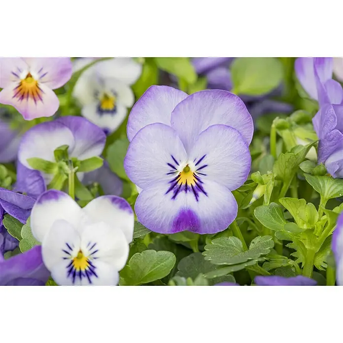 Piardino Hornveilchen AmpelpflanzungViola cornuta, Kombination aus drei verschiedenfarbigen Blüten, Topfgröße: 25 l, Sortenabhängig - Nahaufnahme von Stiefmütterchen in Lila- und Weißtönen, die ihre zarten Blütenblätter und das leuchtende Zentrum zeigt.