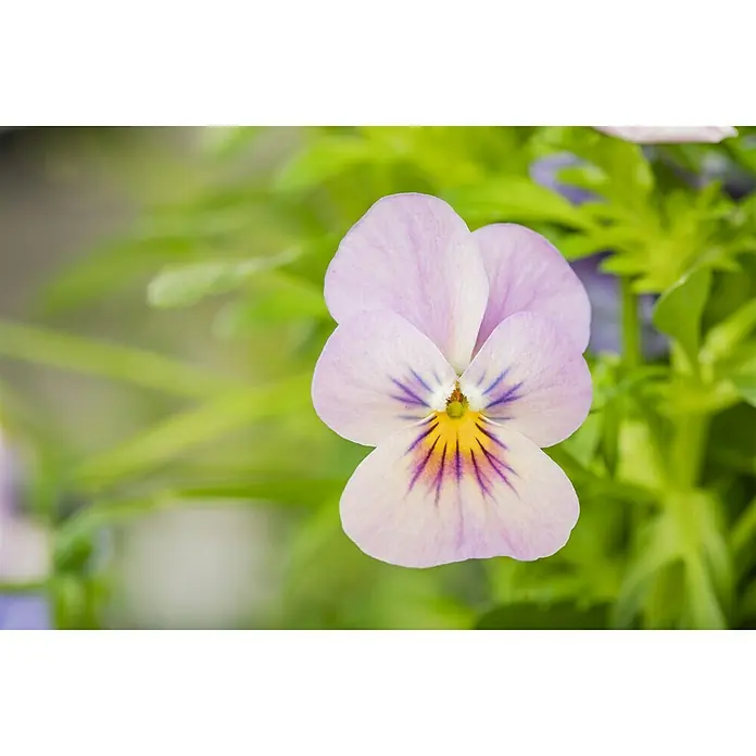 Piardino Hornveilchen AmpelpflanzungViola cornuta, Kombination aus drei verschiedenfarbigen Blüten, Topfgröße: 25 l, Sortenabhängig - Nahaufnahme einer zarten, hellvioletten Blüte mit gelben und lilafarbenen Akzenten im Zentrum, umgeben von grünem Laub.