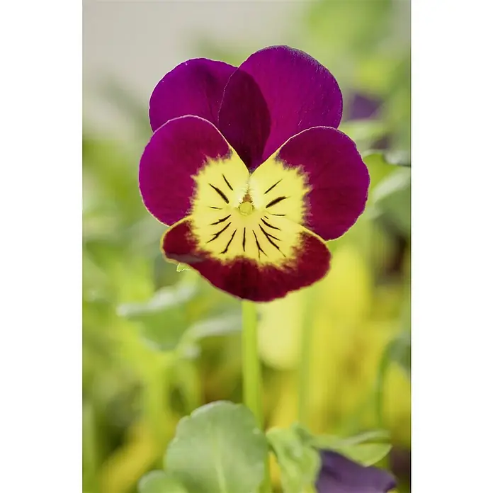 Piardino Hornveilchen AmpelpflanzungViola cornuta, Kombination aus drei verschiedenfarbigen Blüten, Topfgröße: 25 l, Sortenabhängig - Nahaufnahme einer violett-gelben Stiefmütterchenblume mit feinen Details. Zarte Blüte vor unscharfem, grünem Hintergrund.