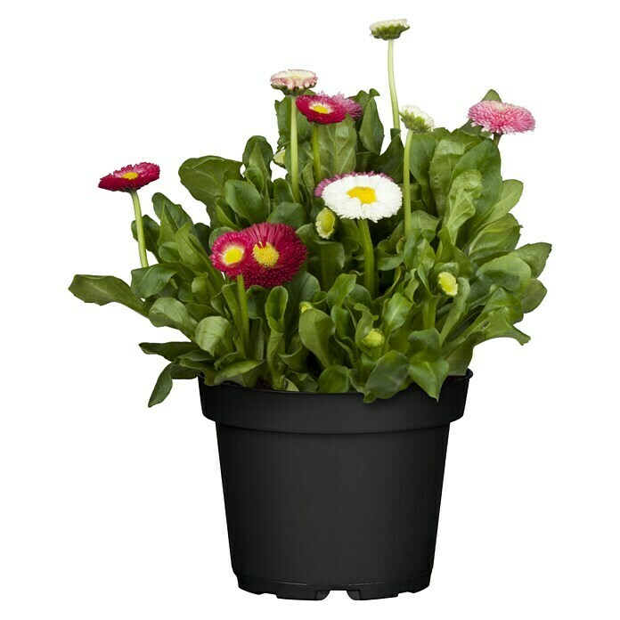 Bellis perennis 13 Trio