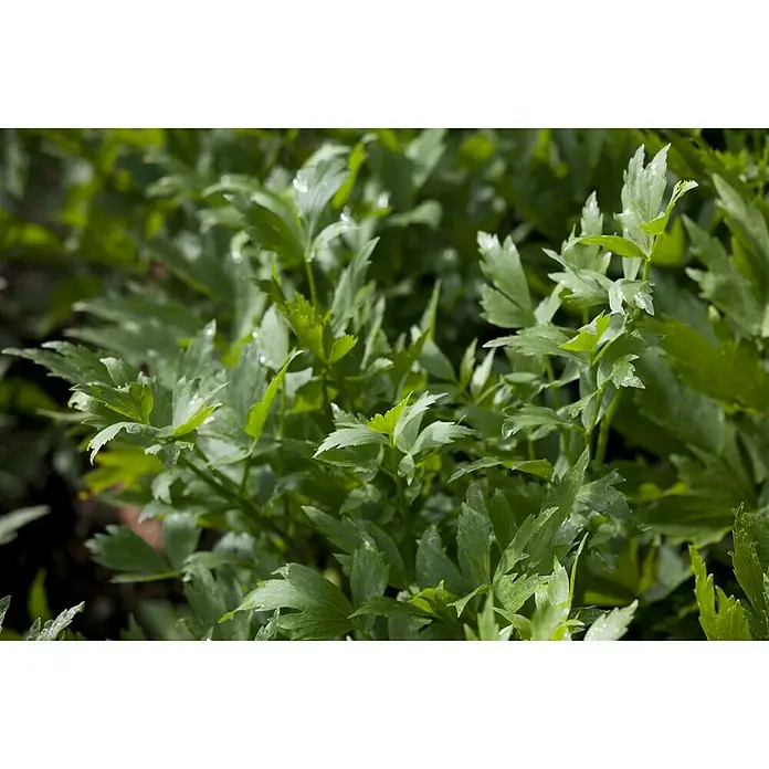 Piardino Liebstöckel BioLevisticum officinale - Nahaufnahme eines üppigen, grünen Liebstöckelstrauchs mit fein gefiederten Blättern und natürlicher Textur.