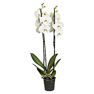 Piardino Schmetterlingsorchidee (Phalaenopsis Hybride, Topfgröße: 12 cm, Weiß, Anzahl Triebe: 2 Stk., Aufrecht)