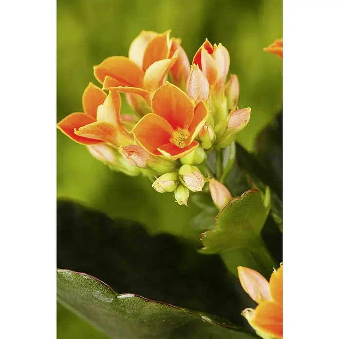 Piardino Zimmerpflanzen-MixVerschiedene Sorten, Topfgröße: 6 cm - Nahaufnahme einer Kalanchoe-Blüte mit leuchtend orangefarbenen Blütenblättern und grünen Knospen vor einem verschwommenen grünen Hintergrund.