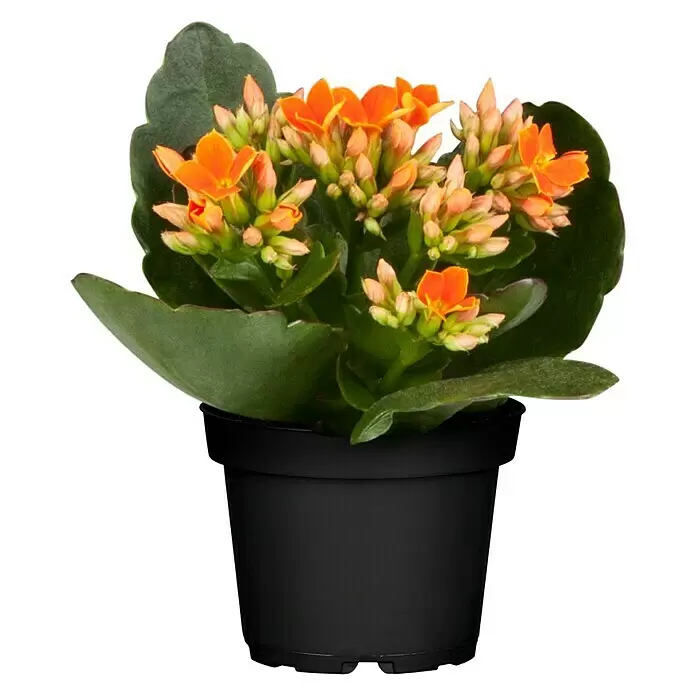 Piardino Zimmerpflanzen-MixVerschiedene Sorten, Topfgröße: 6 cm