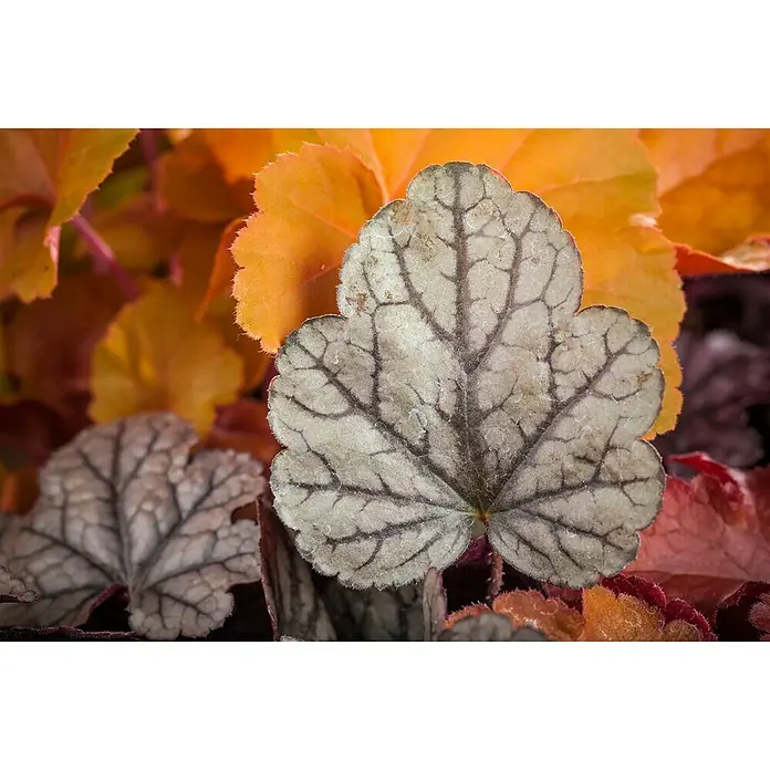 Piardino Purpurglöckchen - Heuchera Hybride, Topfgröße: 13 cm, Sortenabhängig - Nahaufnahme eines Heuchera-Blattes mit silberner Oberfläche und dunklen Adern vor farbenfrohem Laub.
