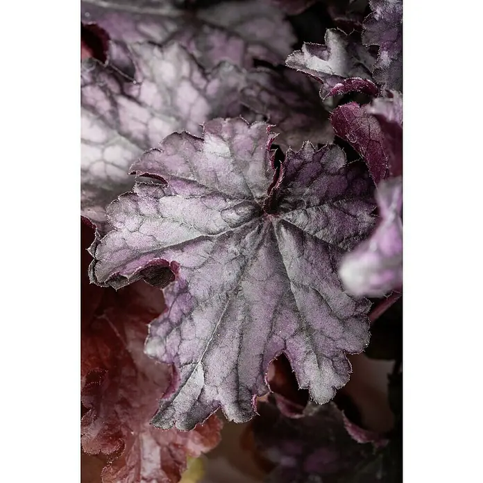 Piardino Purpurglöckchen - Heuchera Hybride, Topfgröße: 13 cm, Sortenabhängig - Nahaufnahme eines Purpurglöckchen-Blattes mit dekorativen Blattadern und gezacktem Rand, das eine elegante Ergänzung für jeden Garten darstellt.