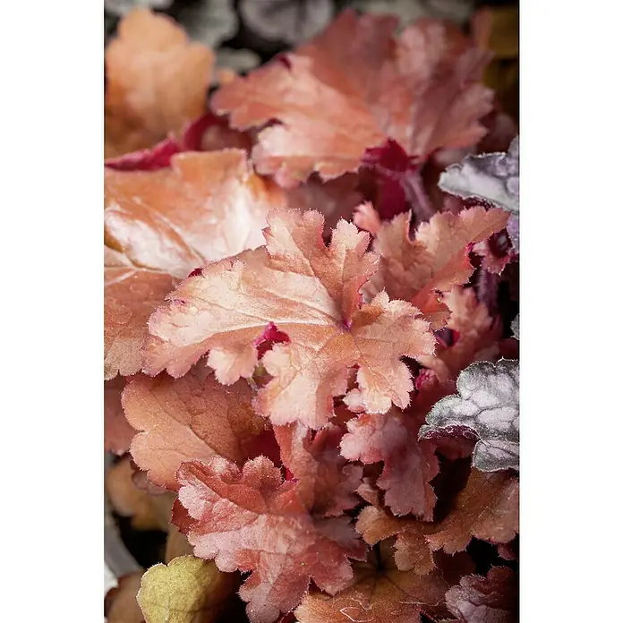 Piardino Purpurglöckchen - Heuchera Hybride, Topfgröße: 13 cm, Sortenabhängig - Nahaufnahme von Korallenrot Heuchera Blätter, die die zarten Texturen und Farben der Pflanze zeigen.