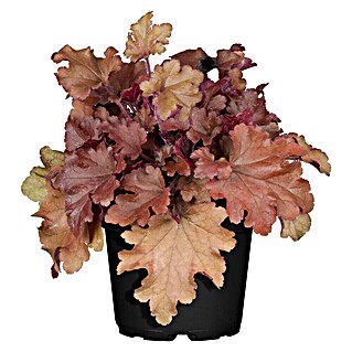Piardino Purpurglöckchen (Heuchera Hybride, Topfgröße: 13 cm, Sortenabhängig)