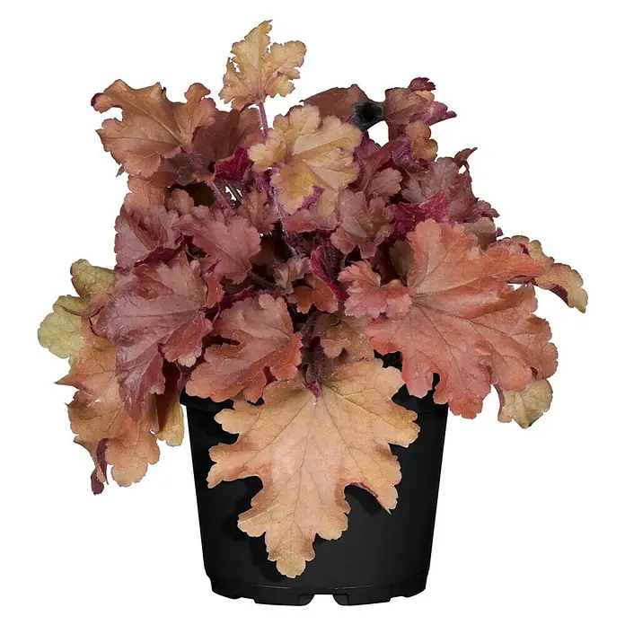 Piardino Purpurglöckchen - Heuchera Hybride, Topfgröße: 13 cm, Sortenabhängig - Der Heuchera 'Caramel' in einem schwarzen Topf präsentiert seine karamellfarbenen Blätter mit einem Hauch von Rot.