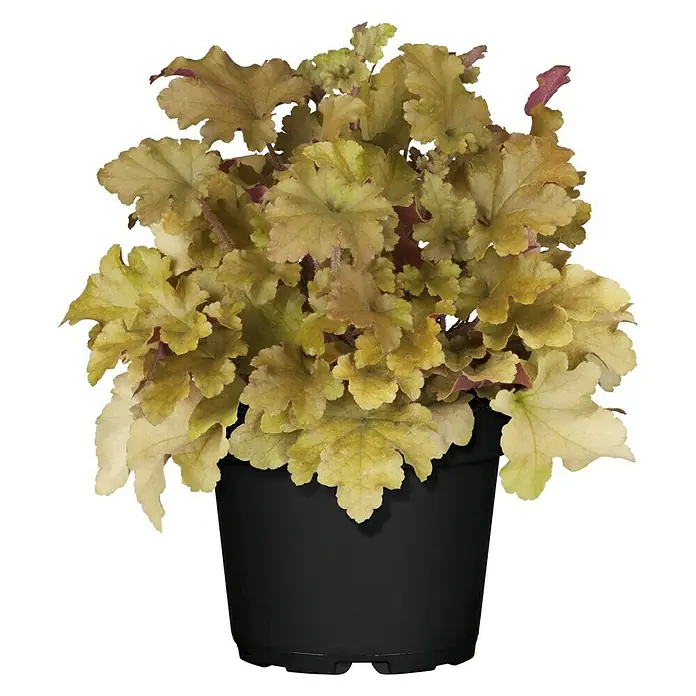 Piardino Purpurglöckchen - Heuchera Hybride, Topfgröße: 13 cm, Sortenabhängig - Goldene Heuchera-Pflanze in einem schwarzen Topf. Die Pflanze hat gelb-goldene Blätter und ist eine attraktive Ergänzung für jeden Garten.
