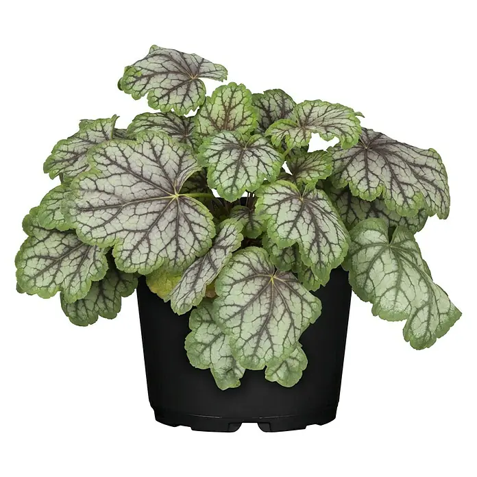 Piardino Purpurglöckchen - Heuchera Hybride, Topfgröße: 13 cm, Sortenabhängig - Ein Heuchera-Pflanze in einem schwarzen Topf mit silbrig-grünen Blättern und dunklen Blattadern. Die Pflanze ist buschig und gesund.