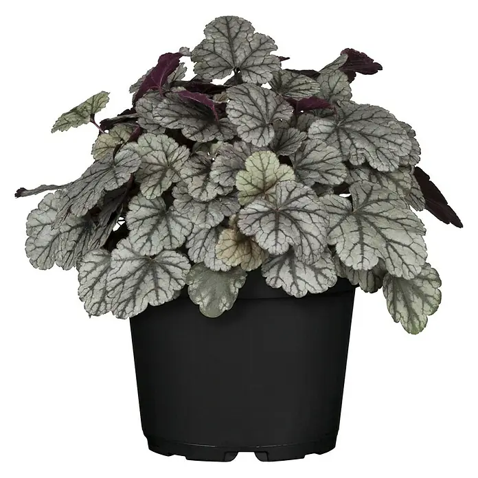 Piardino Purpurglöckchen - Heuchera Hybride, Topfgröße: 13 cm, Sortenabhängig - Silbrig-lila Heuchera in einem schwarzen Topf. Elegante Blattschmuckstaude für Beet und Balkon, ein echter Hingucker.