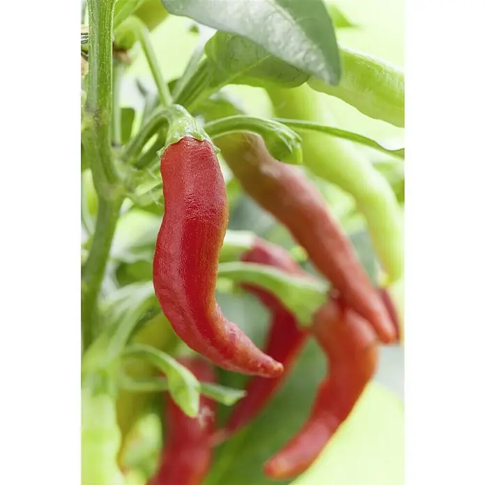 Blu Bio Paprika Naschzipfel - Capsicum anuum, 12 cm, Erntezeit: Juli - Nahaufnahme einer Pflanze mit roten Chili-Schoten.