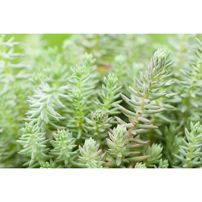 Piardino Mauerpfeffer - Sedum 'Lemon Ball', Topfgröße: 13 cm - Nahaufnahme von Sedum rupestre 'Angelina', einer immergrünen Staude mit hellgrünen, nadelartigen Blättern, die eine dichte, teppichartige Textur bildet.
