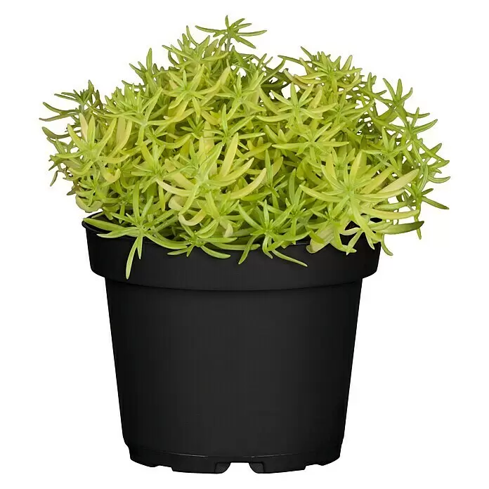 Piardino Mauerpfeffer - Sedum 'Lemon Ball', Topfgröße: 13 cm - Vorderansicht