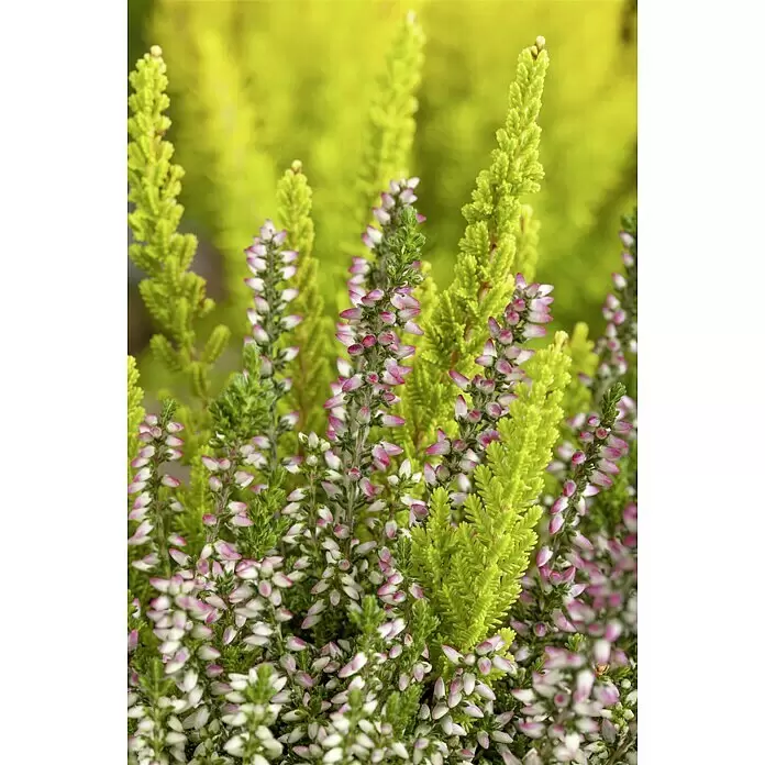 Besenheide Beauty Ladies 2 Farben - Calluna vulgaris, Topfgröße: 6 cm, Weiß/Rosa - Stimmungsaufnahme