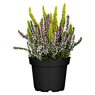 Besenheide 2 Farben (Calluna vulgaris Beauty Ladies, Topfgröße: 6 cm, Weiß/Rosa)