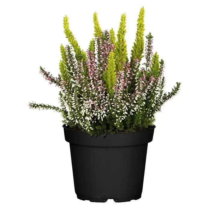 Besenheide Beauty Ladies 2 Farben - Calluna vulgaris, Topfgröße: 6 cm, Weiß/Rosa - Vorderansicht