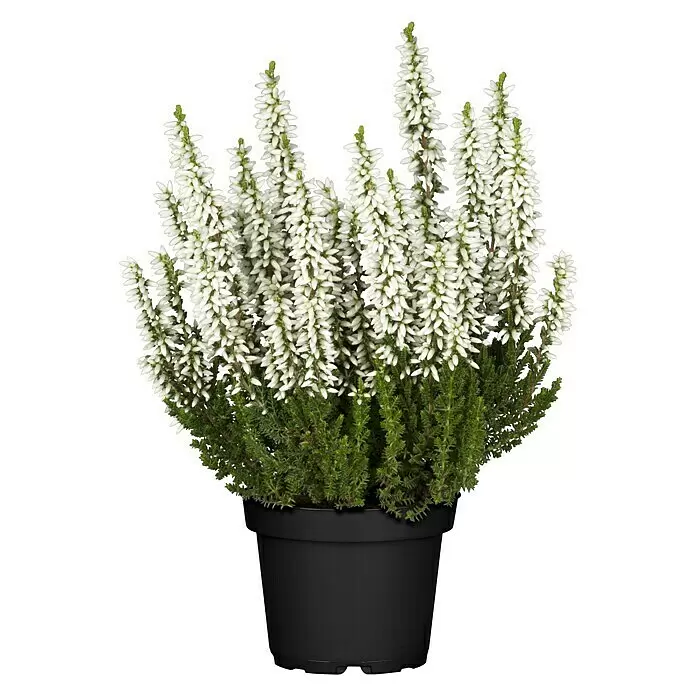 Besenheide Beauty Ladies verschiedene Farben - Calluna vulgaris, Topfgröße: 6 cm - Vorderansicht