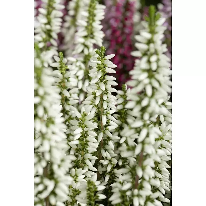 Besenheide Beauty Ladies verschiedene Farben - Calluna vulgaris, Topfgröße: 6 cm - Stimmungsaufnahme