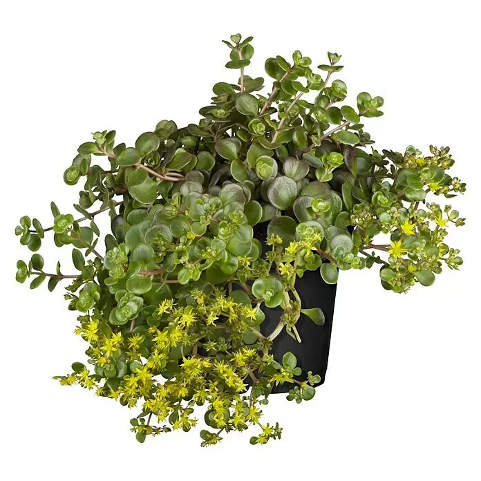 Piardino Garten-Fettblatt Weihenstephaner Gold - Sedum Hybride 'Weihenstephaner Gold', Topfgröße: 13 cm, Gelb - Grüne Sukkulente mit gelben Blüten in einem schwarzen Topf.