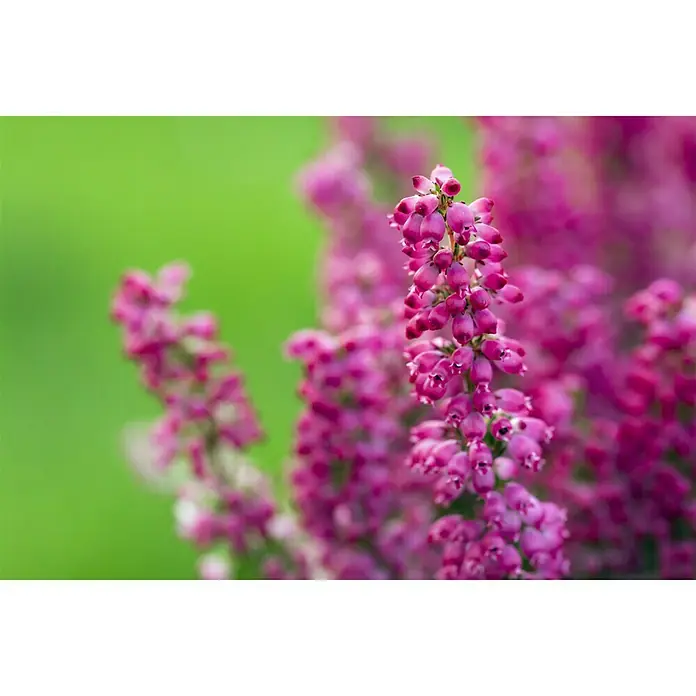 Piardino Glockenheide Mini - Erica gracilis, Topfgröße: 6 cm, Rot - Nahaufnahme von rosa Heidekrautblüten vor einem sanften grünen Hintergrund, ideal für Gartendekoration und naturnahe Designs.