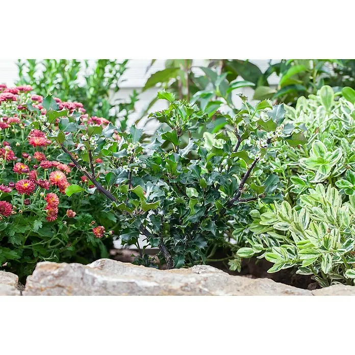 Piardino Acebo - Ilex meserveae 'Blue Princess', Blanco - Primer plano de un arbusto de acebo con ramas oscuras y hojas puntiagudas, rodeado de flores coloridas y arbustos verdes y blancos.
