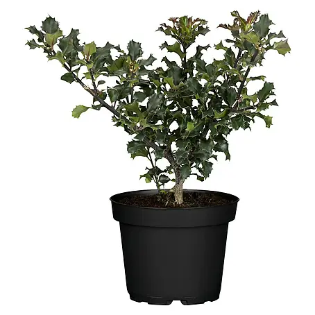 Piardino  Acebo
