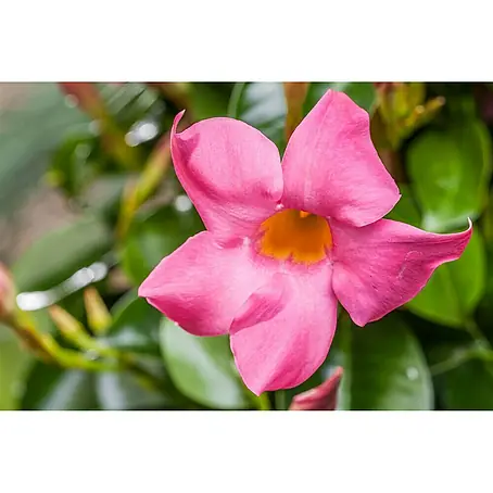 Piardino  Mandevilla