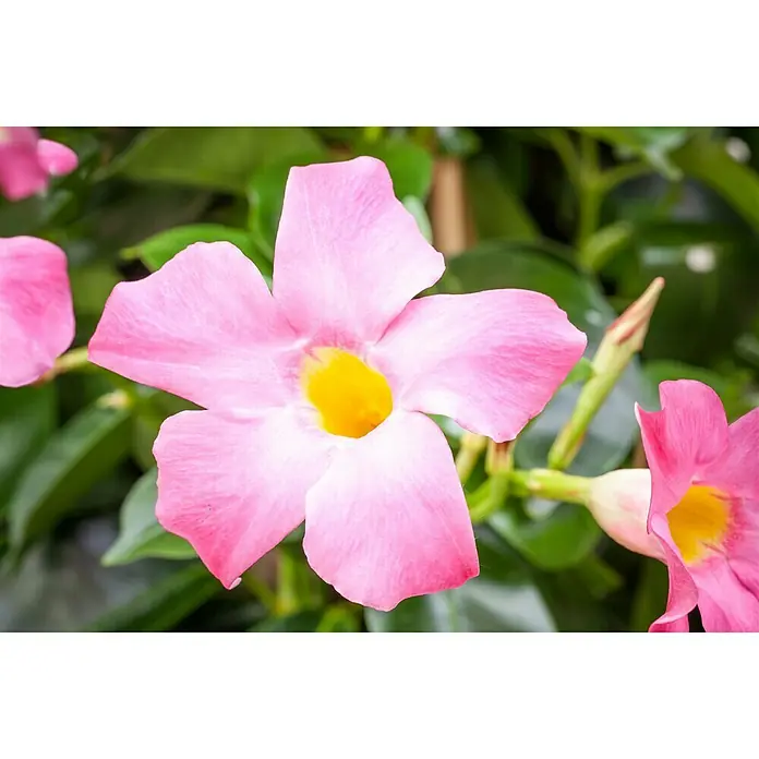 Piardino Mandevilla 2 aros - Dipladenia Sundaville, Tamaño de maceta: 50 cm, En función de la variedad - Primer plano de una flor de Mandevilla rosa con centro amarillo, rodeada de hojas verdes. ¡Perfecta para amantes del jardín!