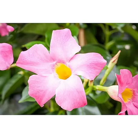 Piardino  Mandevilla