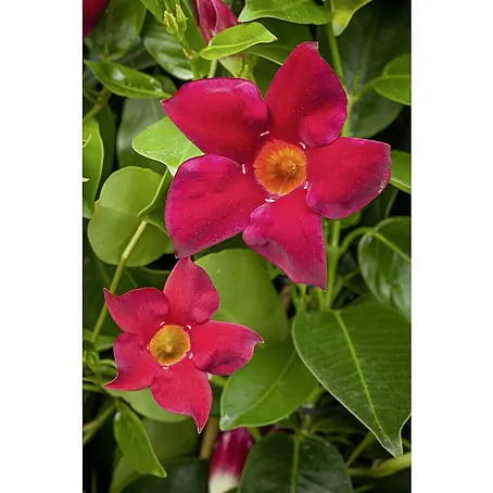 Piardino  Mandevilla