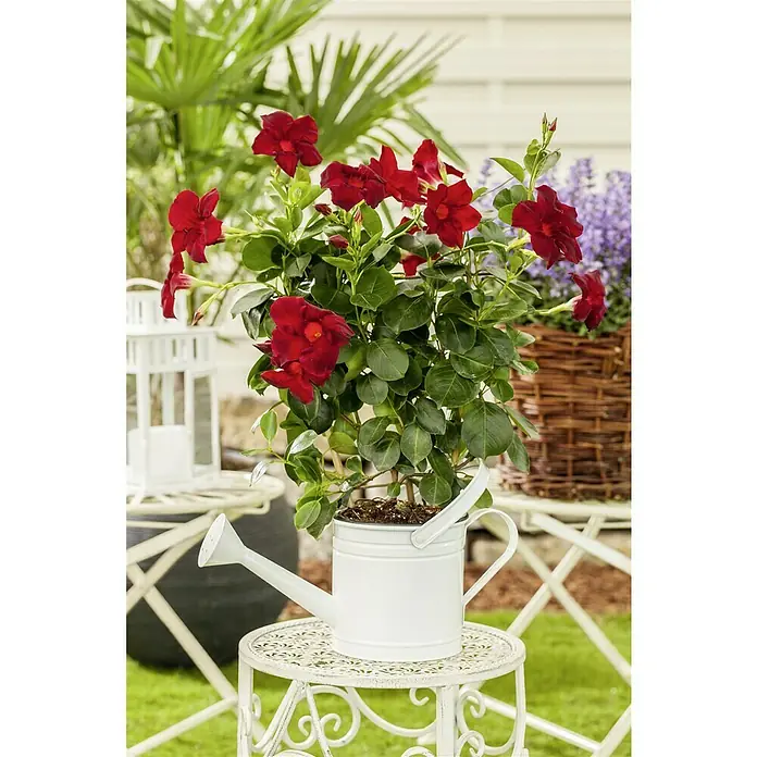 Piardino Mandevilla 2 aros - Dipladenia Sundaville, Tamaño de maceta: 50 cm, En función de la variedad - Una flor de Mandevilla roja en una regadera blanca sobre una mesa adornada, ofreciendo una decoración elegante y colorida para cualquier jardín.