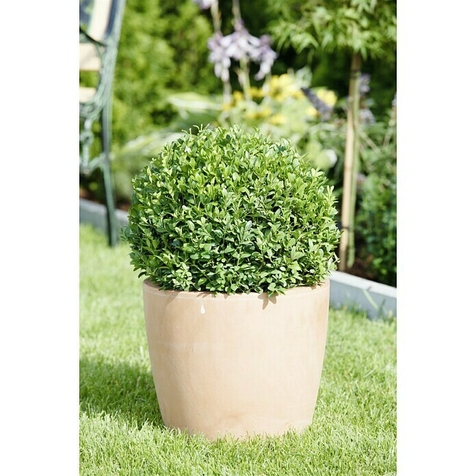 Piardino BuchsbaumBuxus sempervirens, Topfvolumen: 15 l Mood Shot